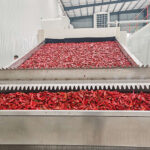 red chilli drying process