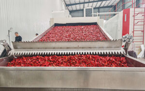 Red Chilli Drying Process