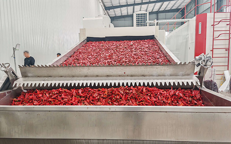 red chilli drying process