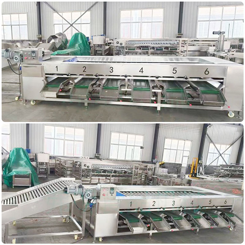 potato sorting machine in our factory