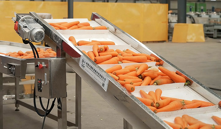 Carrot washing processing line