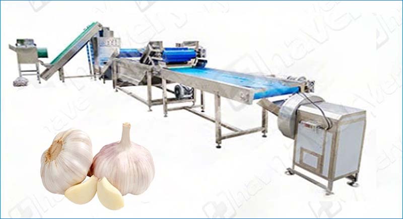 garlic peeling production line